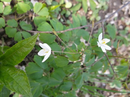 Veterník žltuškovitý